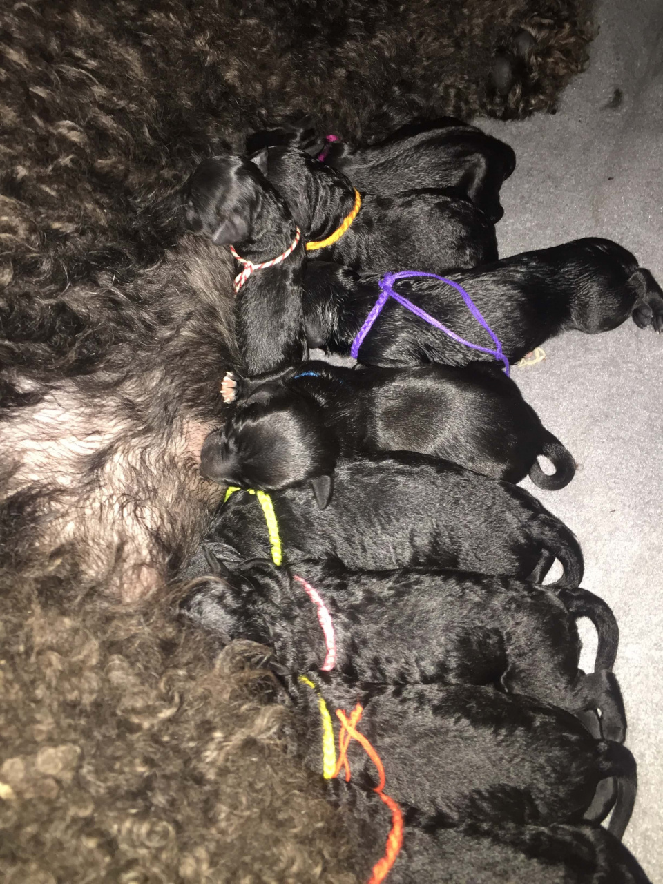 Read more about the article Arcade nest geboren 6-2-2017, 11 barbet pups.
