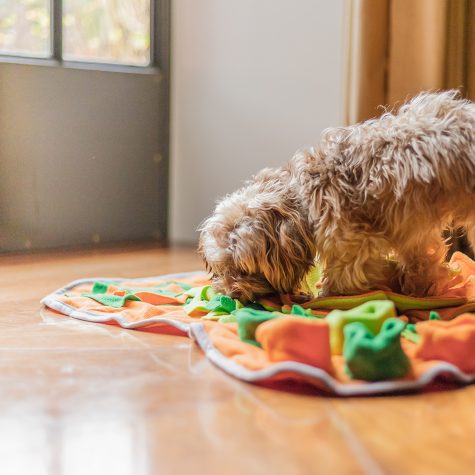 Snuffelmat voor de hond